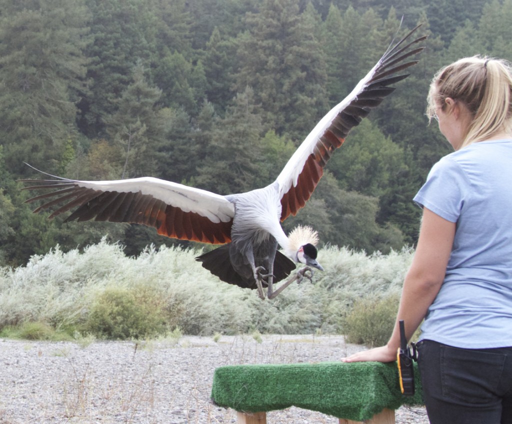 Avian Behavior International Animal Trainer for a Day