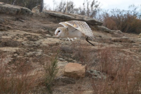 Beatrix the Barn Owl in Flight