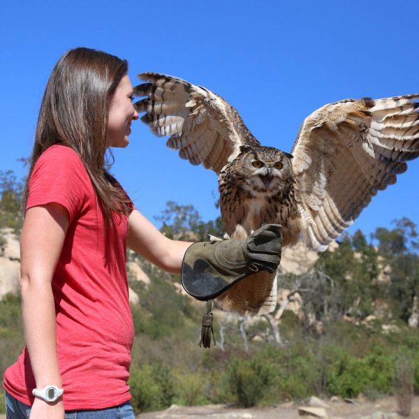 Experience an owl flight