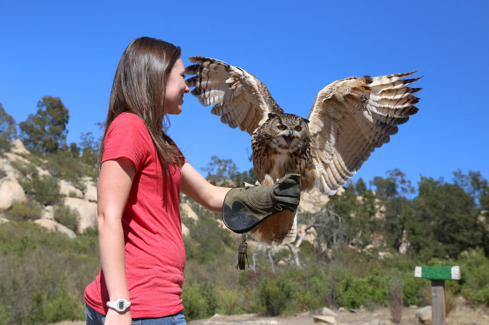 Experience an owl flight