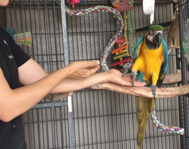 Parrot Behavior training consultations