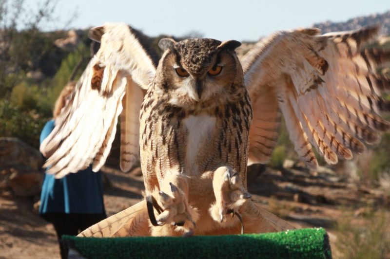 Guinness eurasian eagle owl
