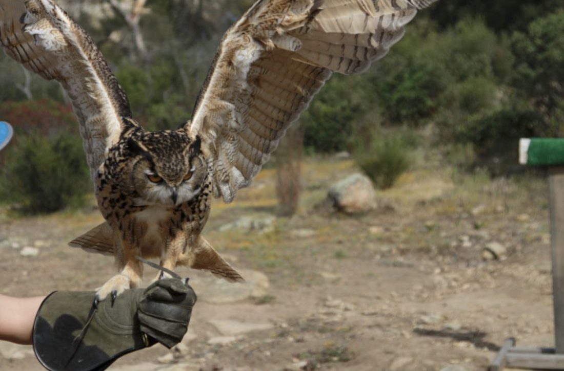 owl falconry class