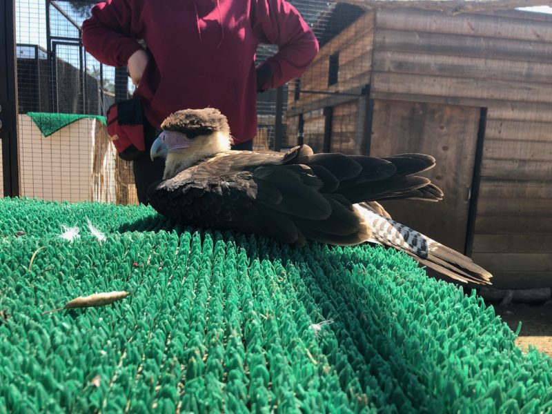 crested caracara in training