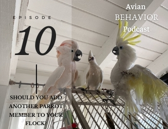 The Avian Behavior Podcast episode 10