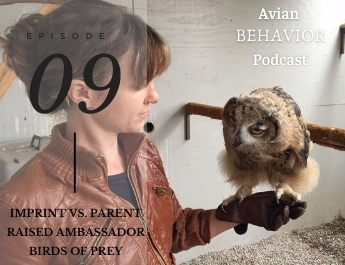 The Avian Behavior Podcast episode 09