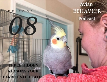 The Avian Behavior Podcast episode 08