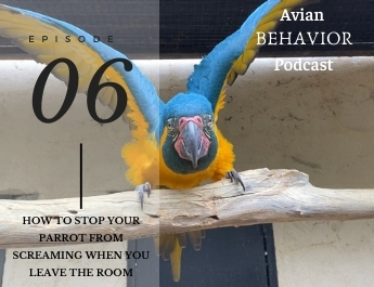 The Avian Behavior Podcast episode 6