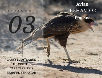 The Avian Behavior Podcast episode 03
