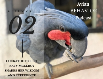 The Avian Behavior Podcast episode 2