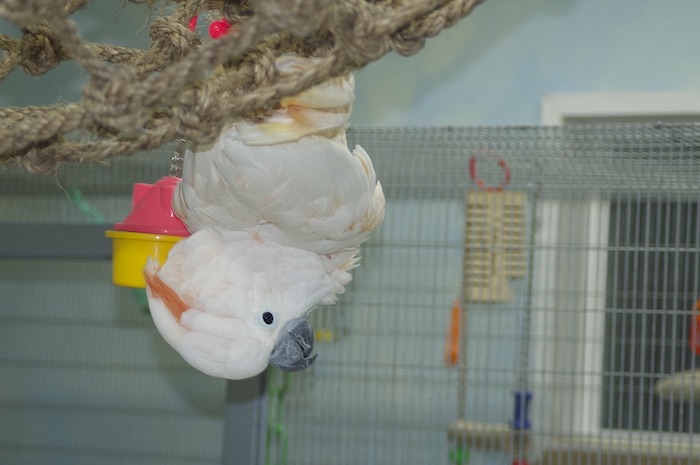 cockatoo bird room