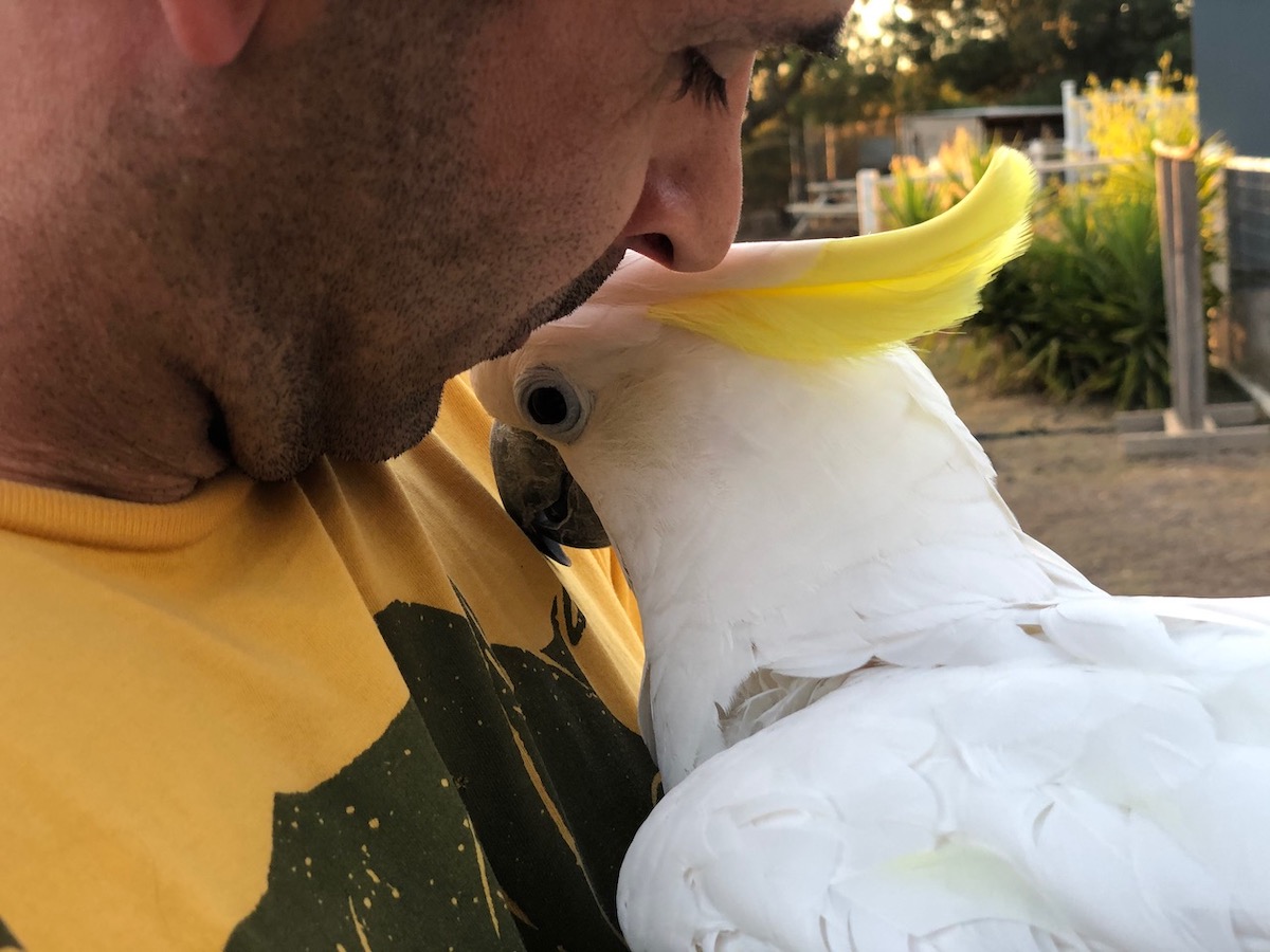 cuddly cockatoo