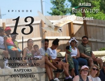 podcast episode 13 bird training QA pt 2