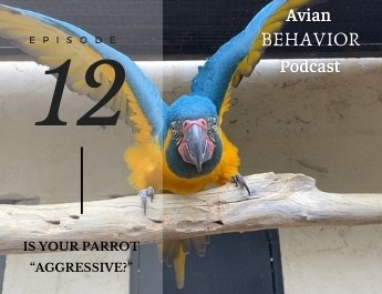 podcast episode 12 is your parrot aggressive