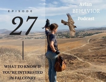 what to know if you're interested in falconry podcast episode 27