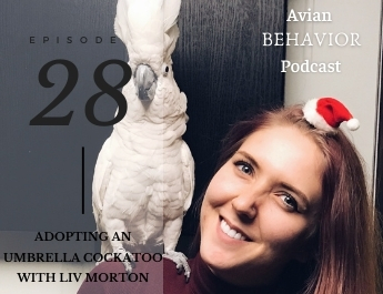 Avian Behavior Podcast Episode 27 Adopting an Umbrella Cockatoo with Liv Morton