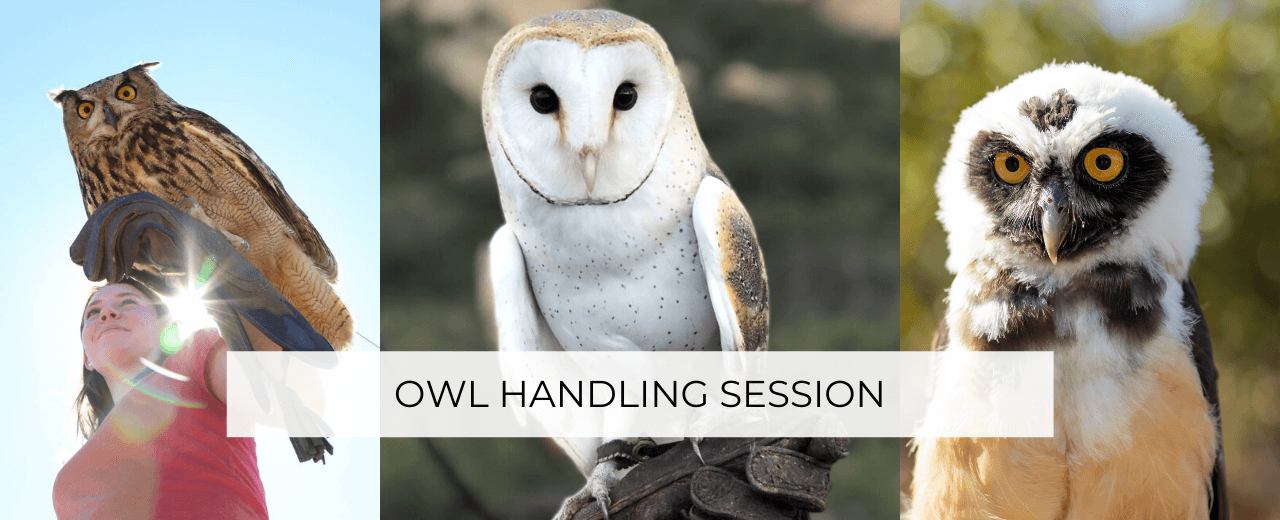 owl handling experience San Diego