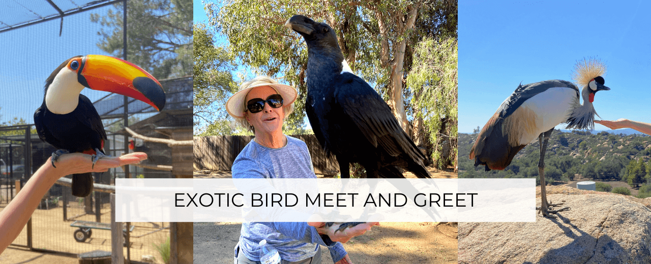 exotic bird meet and greet San Diego