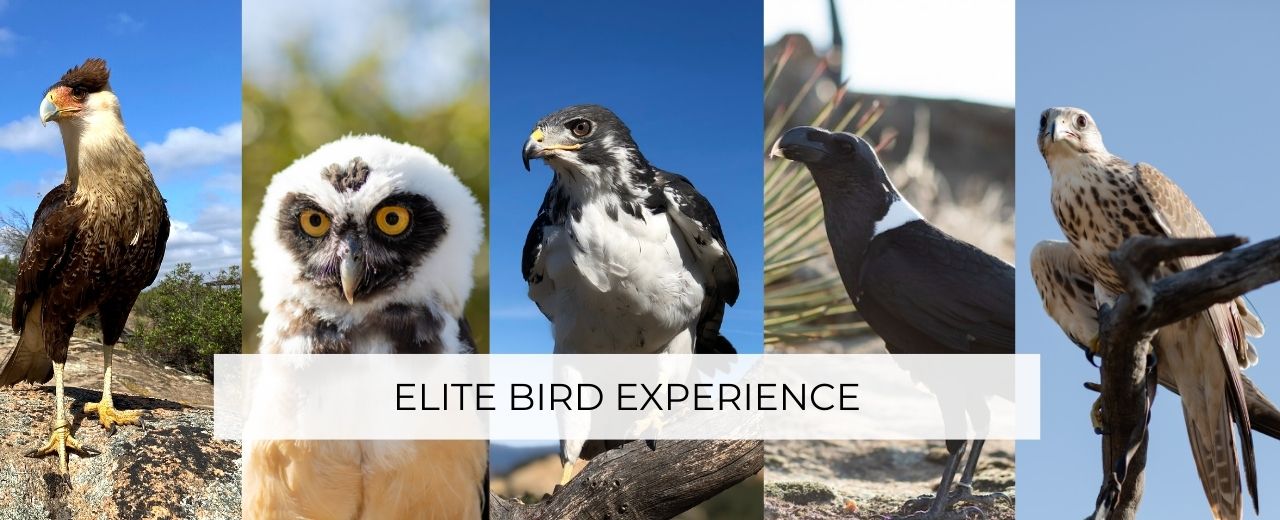 elite falconry experience San Diego