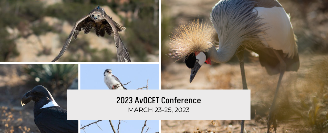 Avocet conference