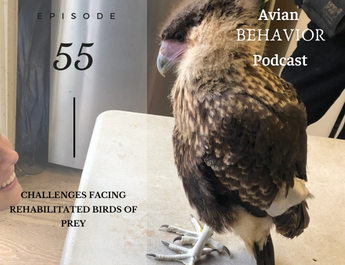 avian behavior lab podcast