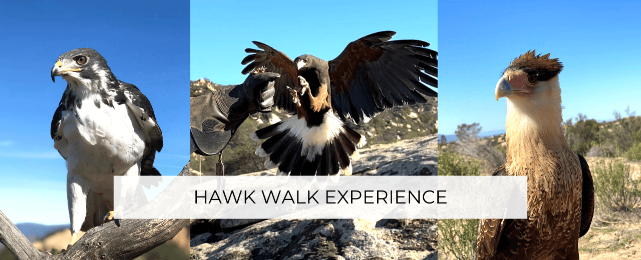 hawk walk