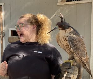 Hooding a falcon