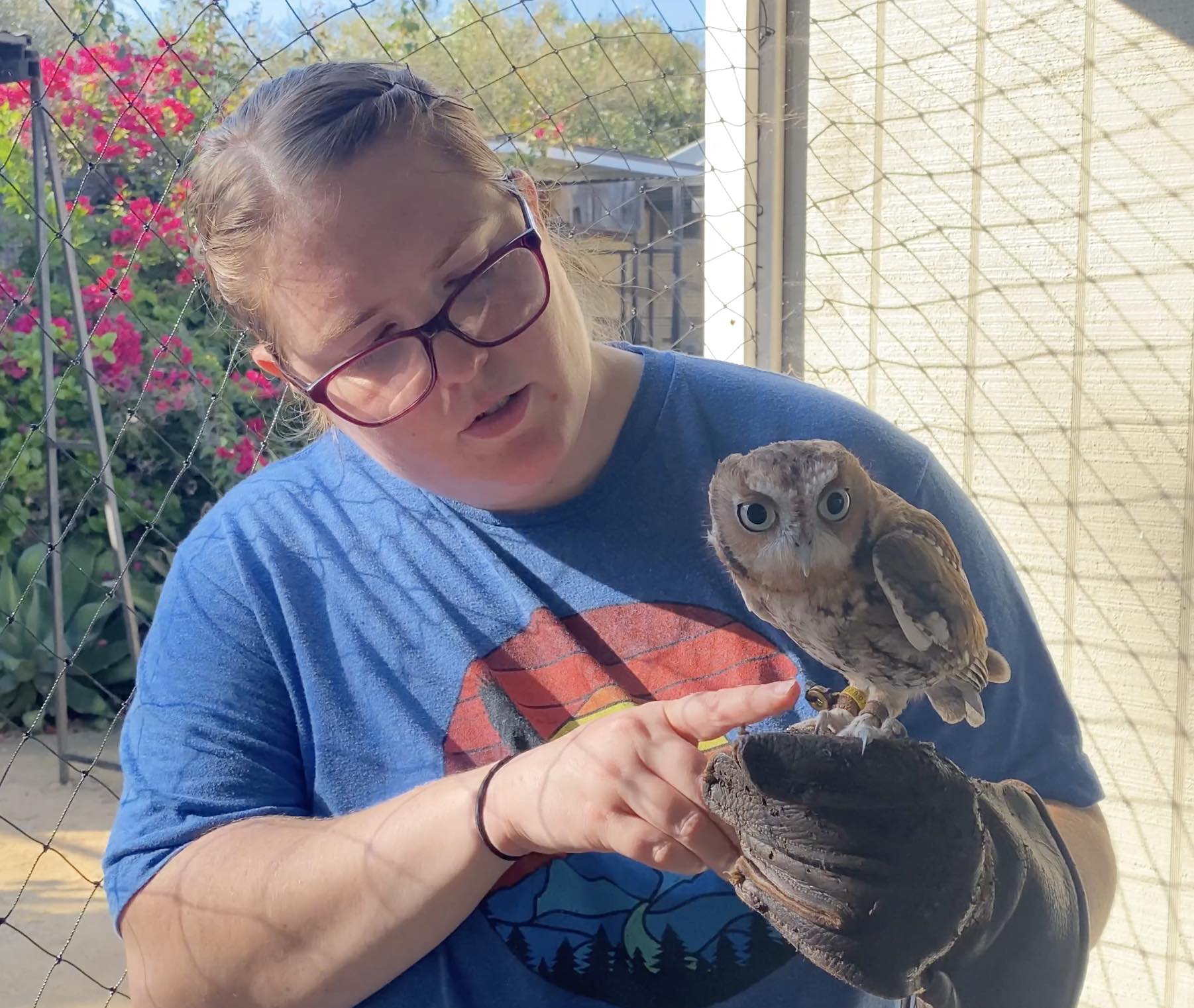 Working with a screech owl