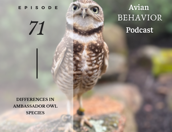 Episode 71 avian behavior