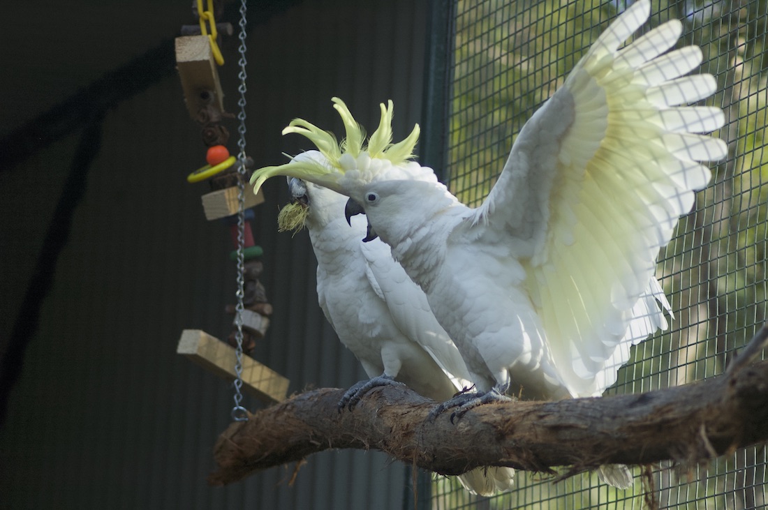 a cockatoos in aviary