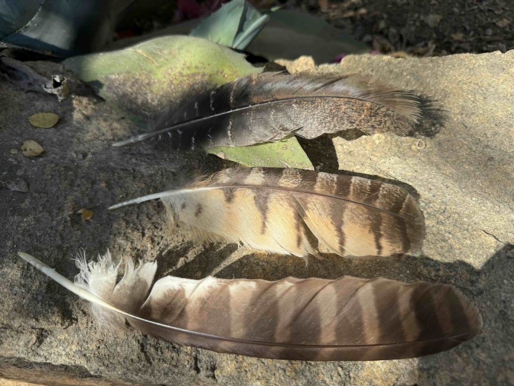 owl feather hawk feather