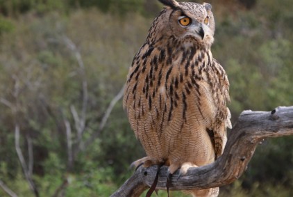 Owl Prowl and Free Flight Adventure Combo - Avian Behavior International