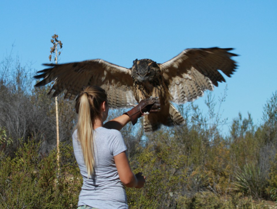 Eurasian Eagle Owl interactive experience
