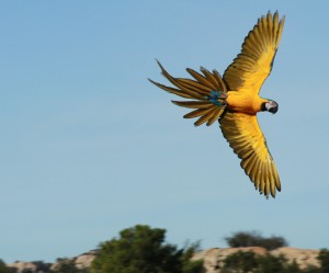 blue and gold macaw in flight