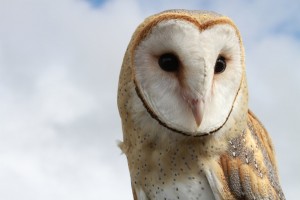 Owl Prowl and Free Flight Adventure