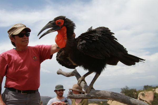 Hiking with a southern ground hornbill