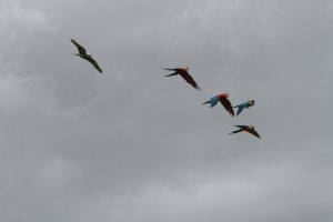 ABI macaw free flight flock