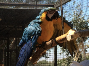 Blue and Gold macaw felix bathing in aviary