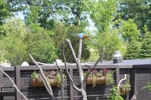 ABI trained blue and gold macaw at Omaha's Henry Doorly Zoo