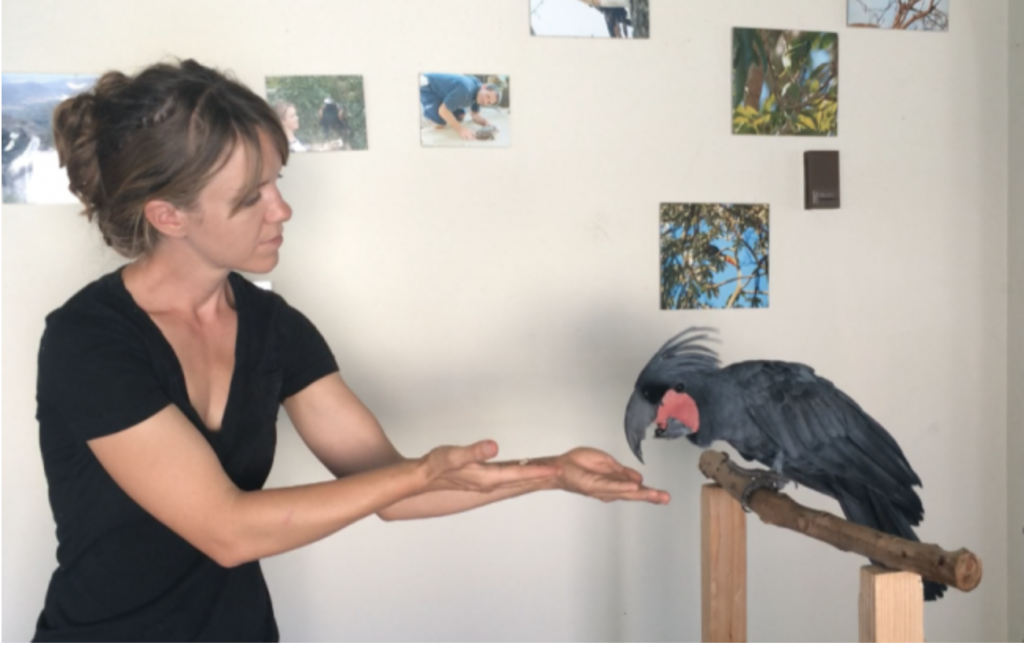 So you want to train your pet parrot for free flight Avian Behavior