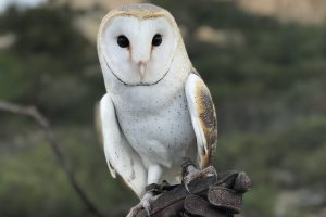 Valentine's Owl Prowl Experience