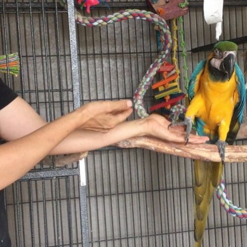 parrot training gloves