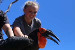Hornbill Hike and Macaw Free Flight Experience