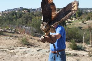Private Owl Prowl and Falcon Flight