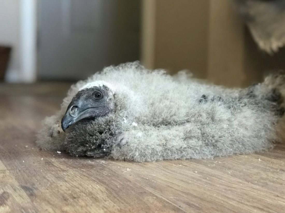 yellow headed vulture chick