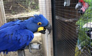 Excited hyacinth macaw