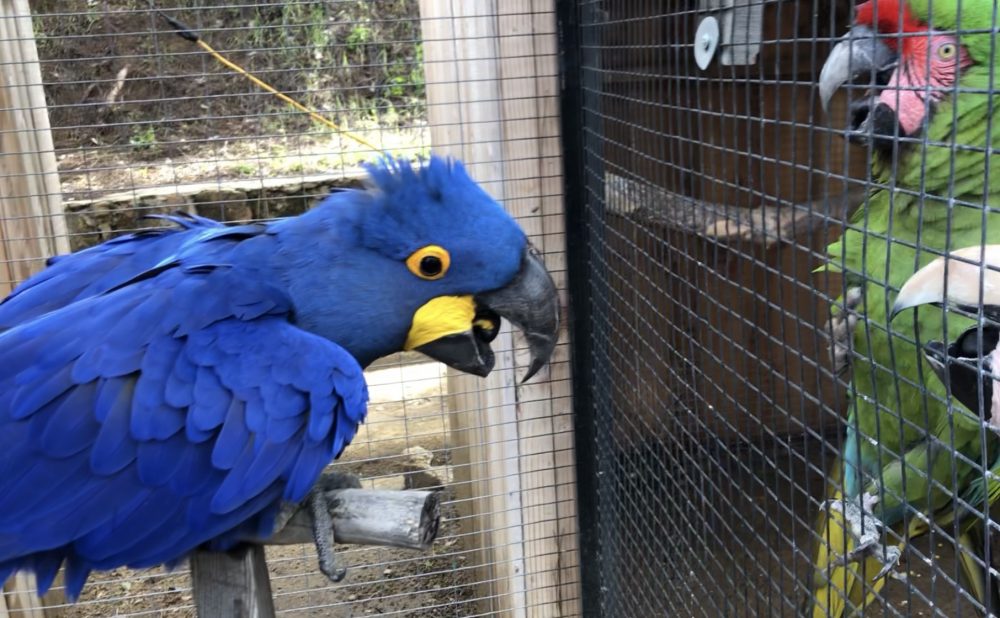 Image result for blue and gold macaw behavior