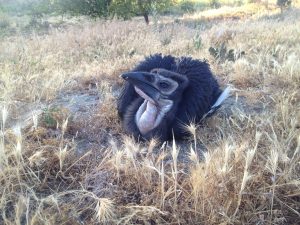baby southern ground hornbill