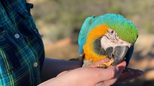 Blue and gold macaw eating treats