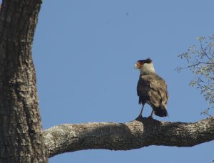 caracara in the pantanal